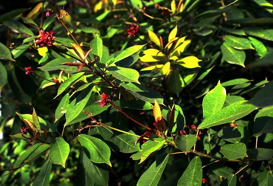 幻城仙境（拍摄于天津滨海生态农业科技园区）—6