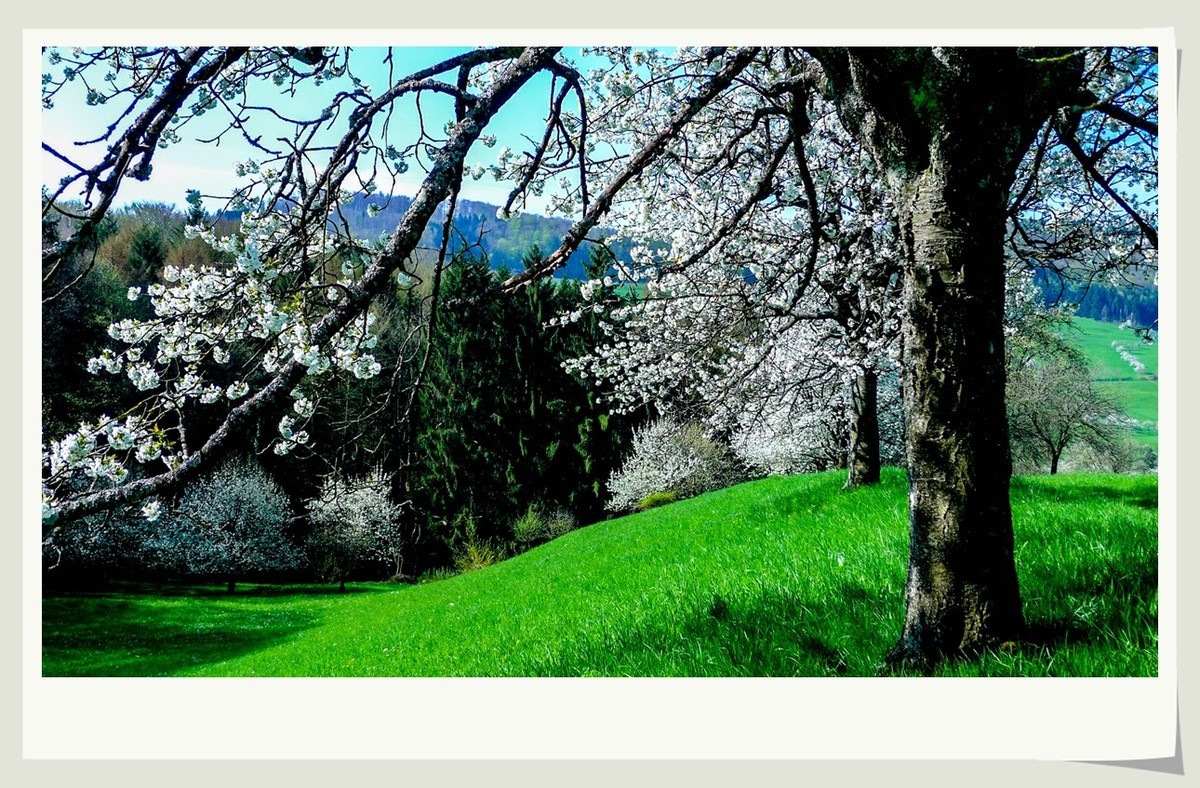 携黑森林春光(南德)拜兄弟星空(中国)--祝师友快乐安康!!!