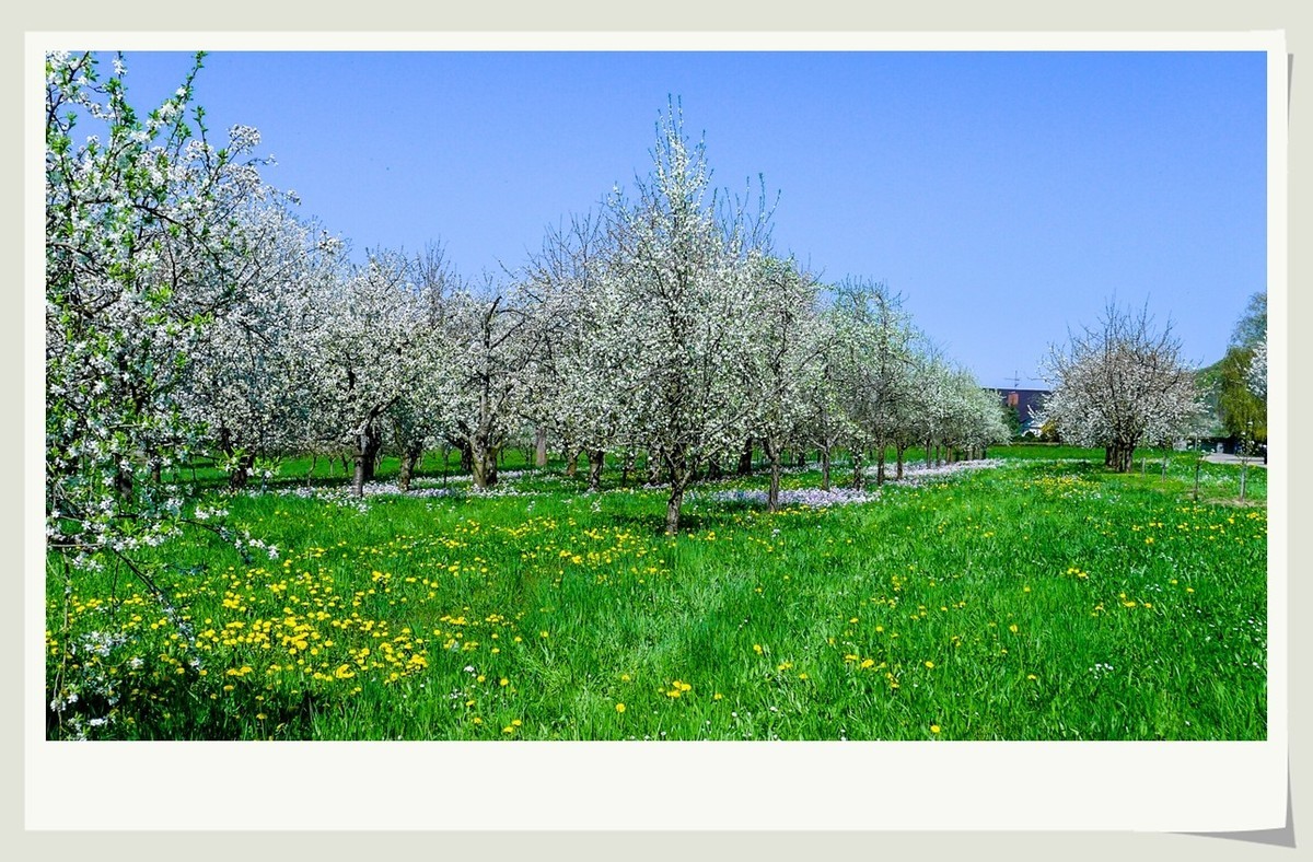 携黑森林春光(南德)拜兄弟星空(中国)--祝师友快乐安康!!!