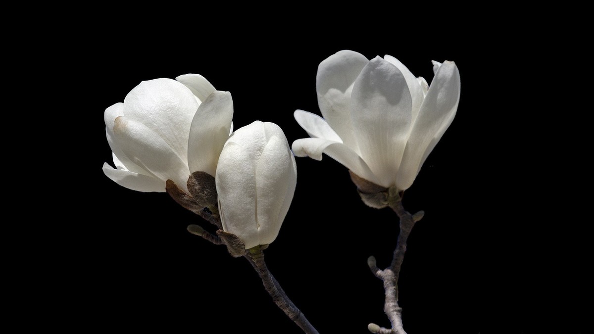 黑背景白玉兰2019