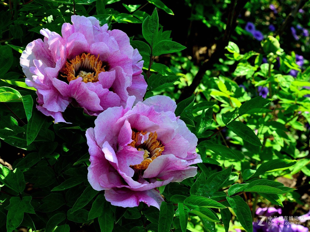 黑龙江的牡丹花