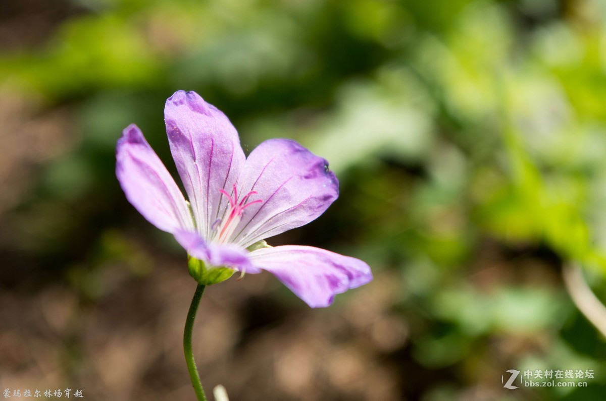 伊犁尼勒克蒙玛拉尔林场穿越
