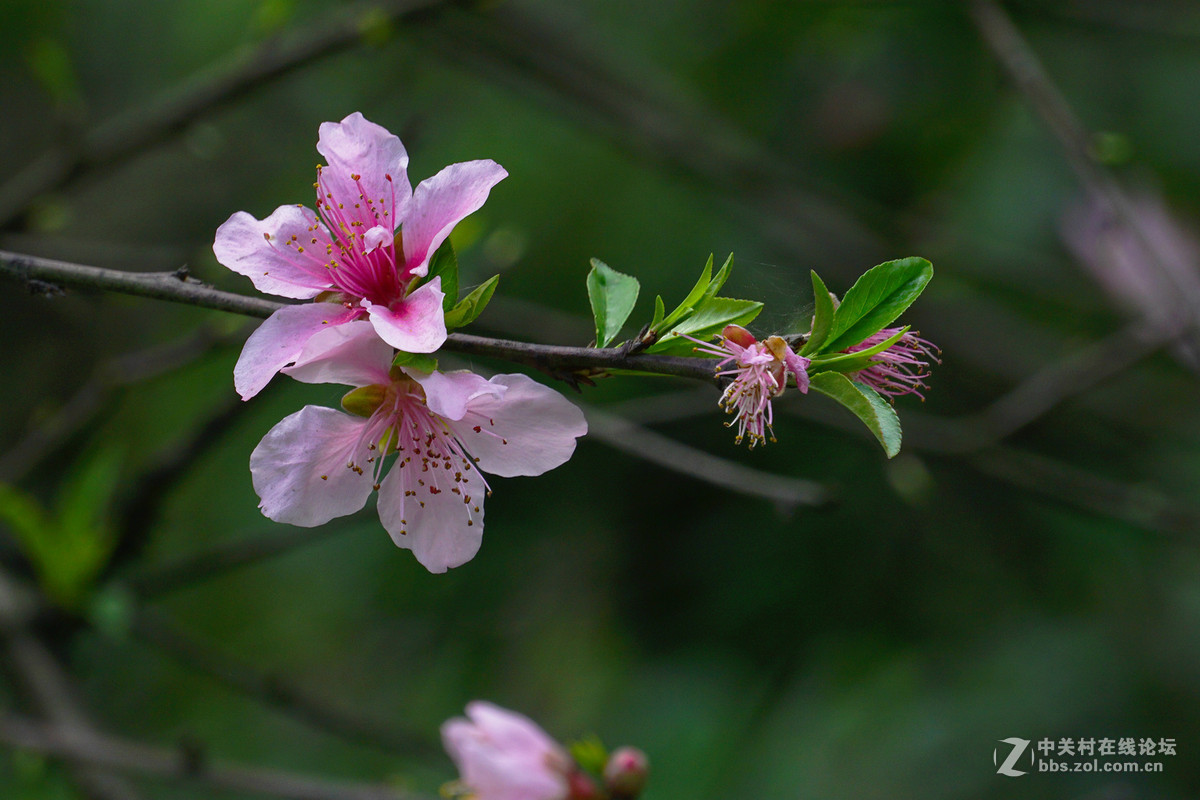 【雨后的桃花摄影图片】常州红梅公园生态摄影_雨思_太平洋电脑网摄影部落