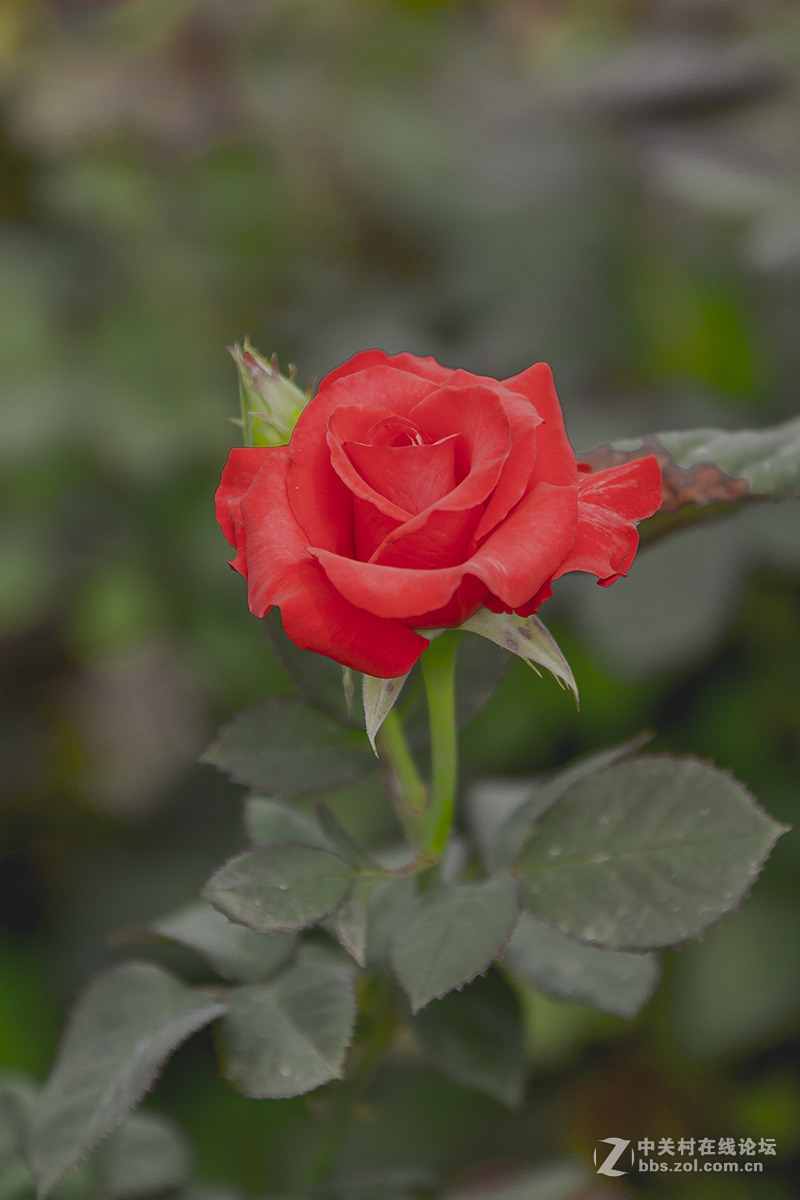 玖槐花二