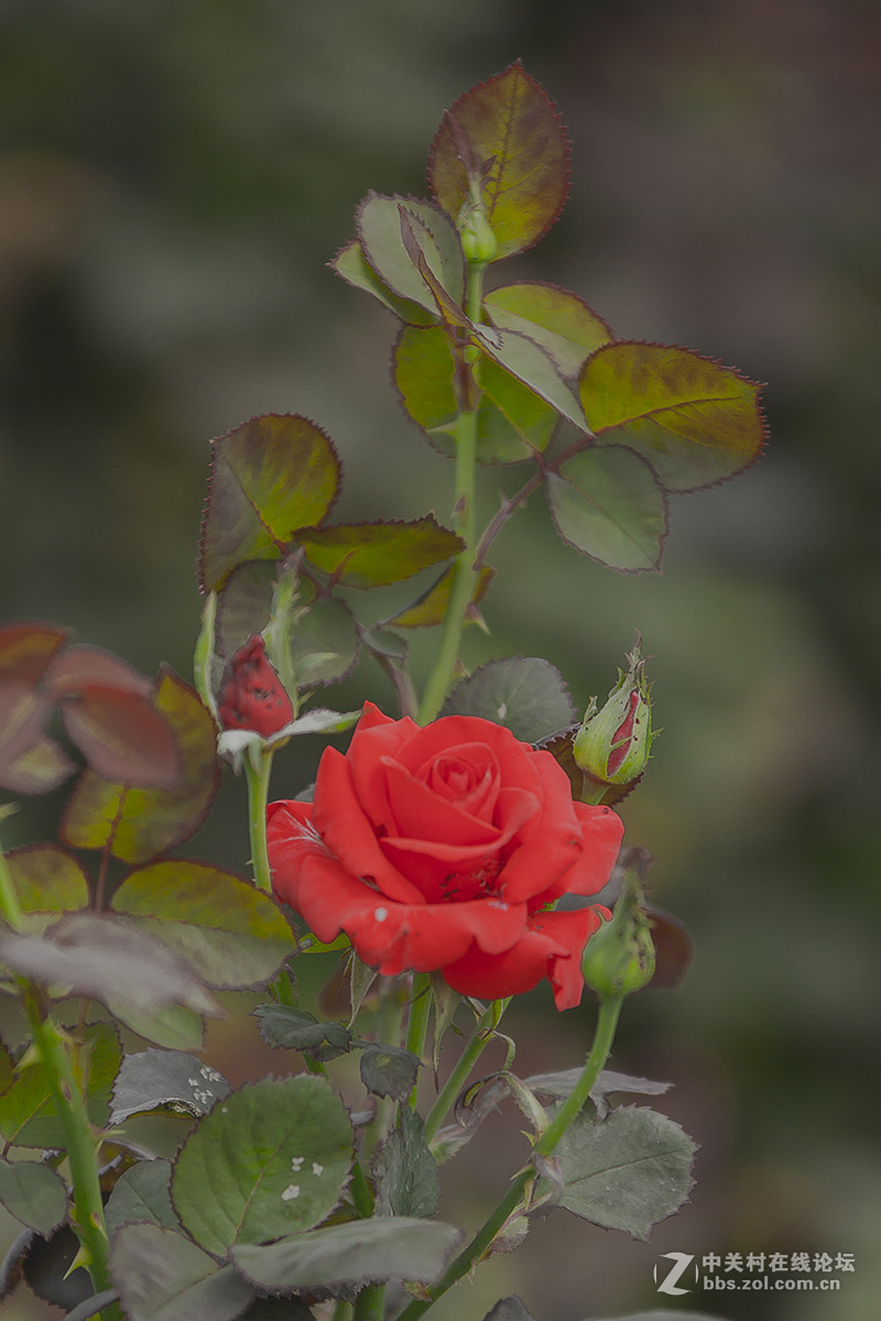 玖槐花二