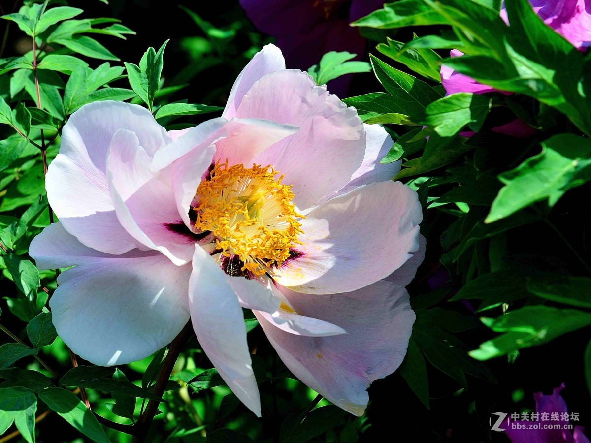 黑龙江的牡丹花