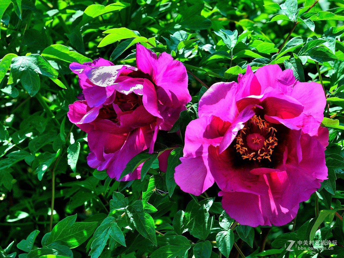 黑龙江的牡丹花