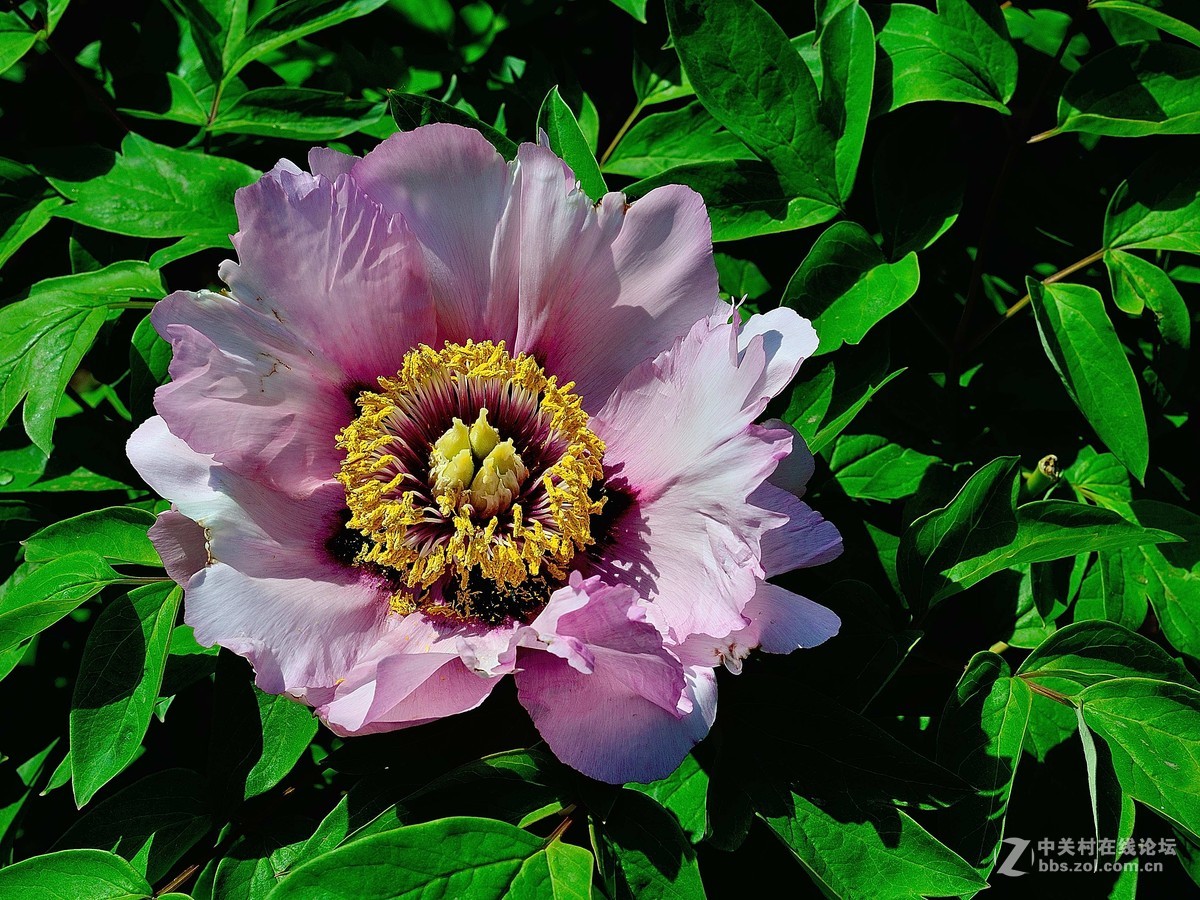 黑龙江的牡丹花