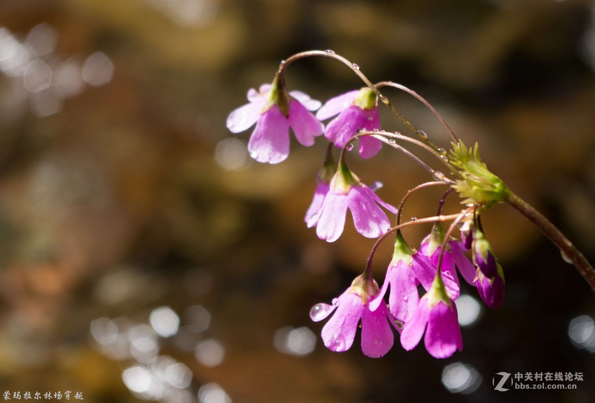 伊犁尼勒克蒙玛拉尔林场穿越