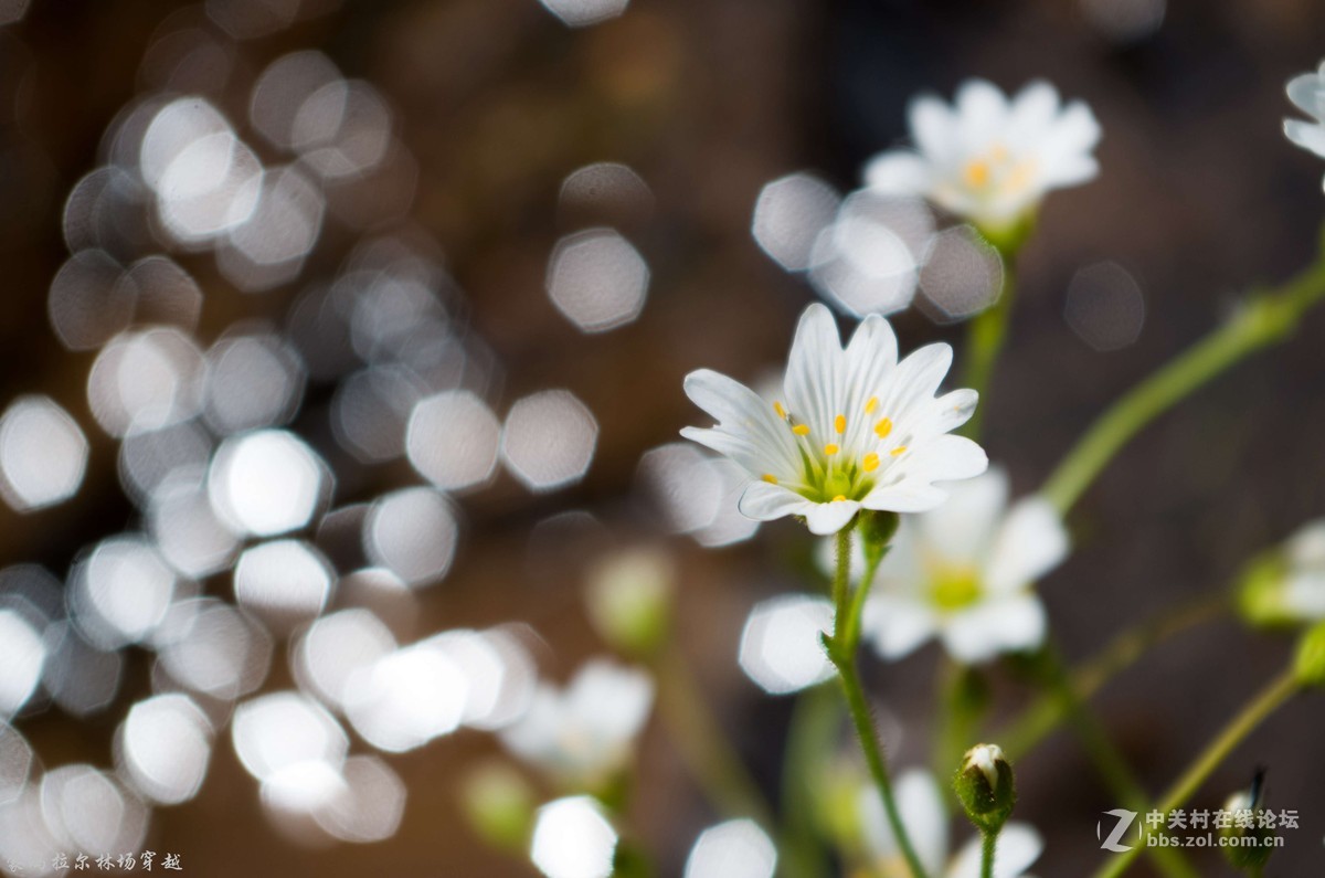 伊犁尼勒克蒙玛拉尔林场穿越