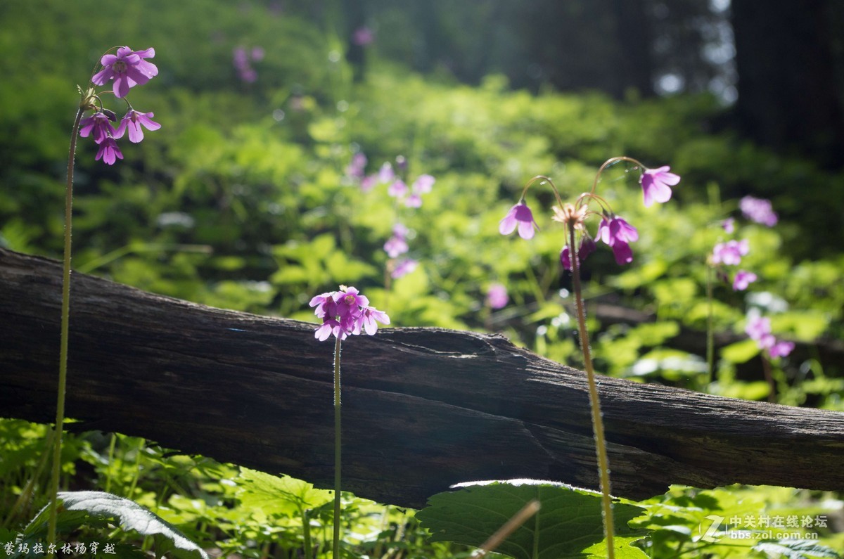 伊犁尼勒克蒙玛拉尔林场穿越