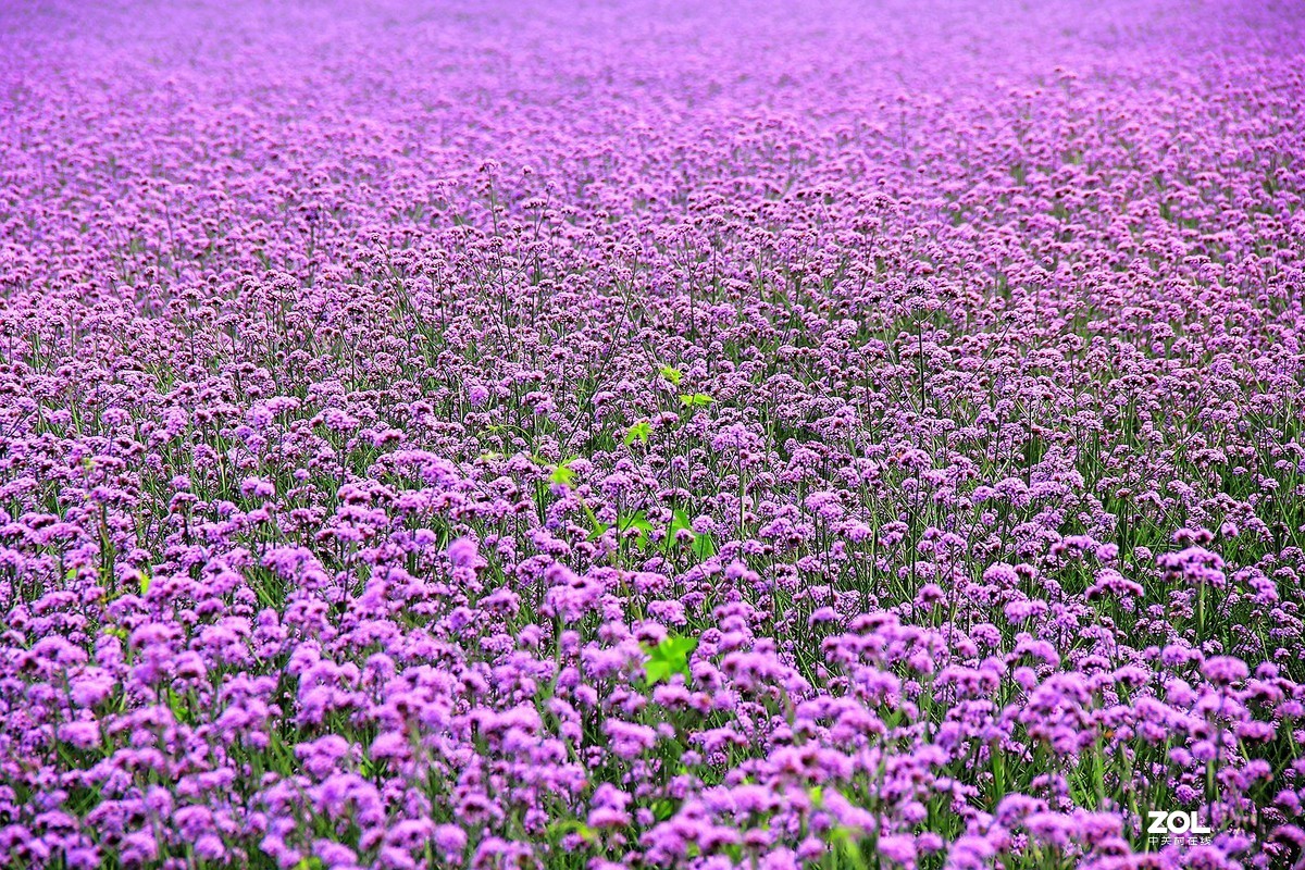 薰衣草花海