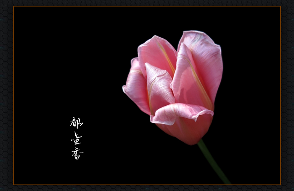 郁金香【五】