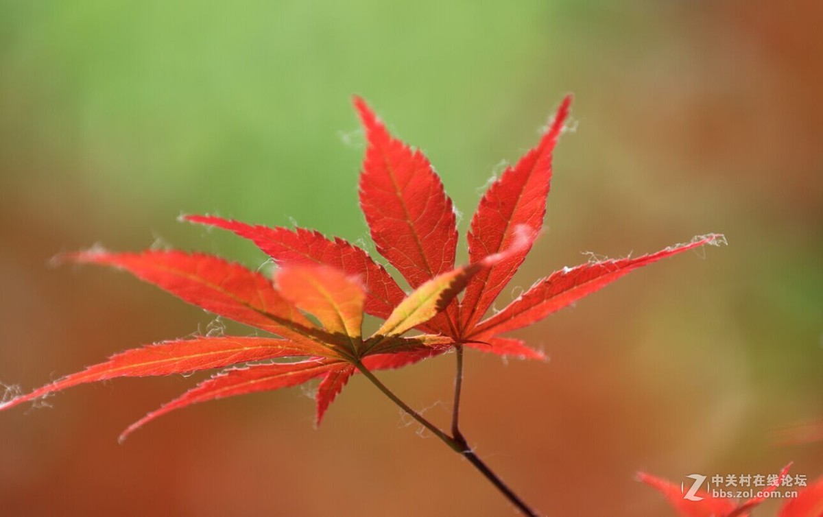 新手试拍2请各位老师指点