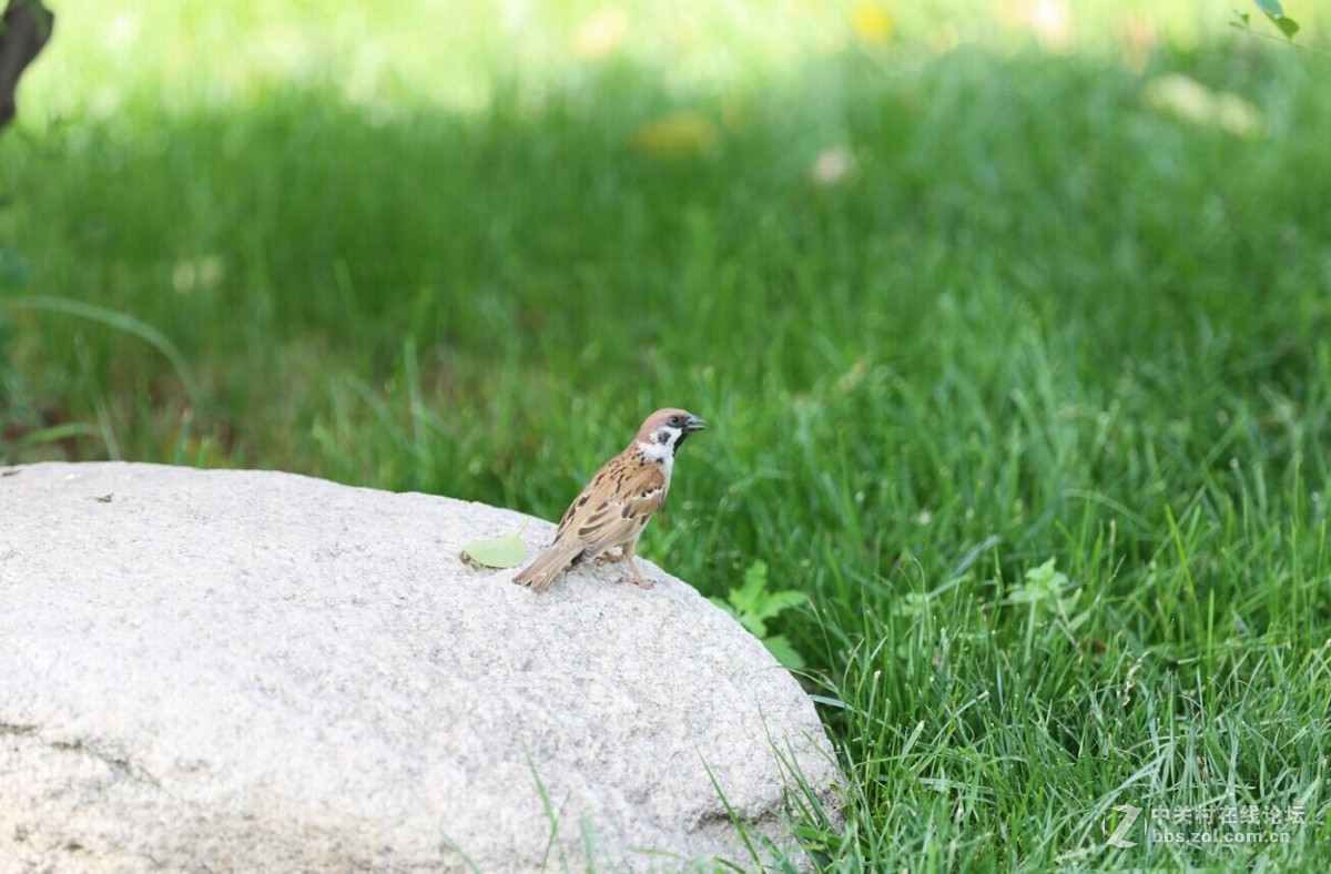 新手试拍2请各位老师指点