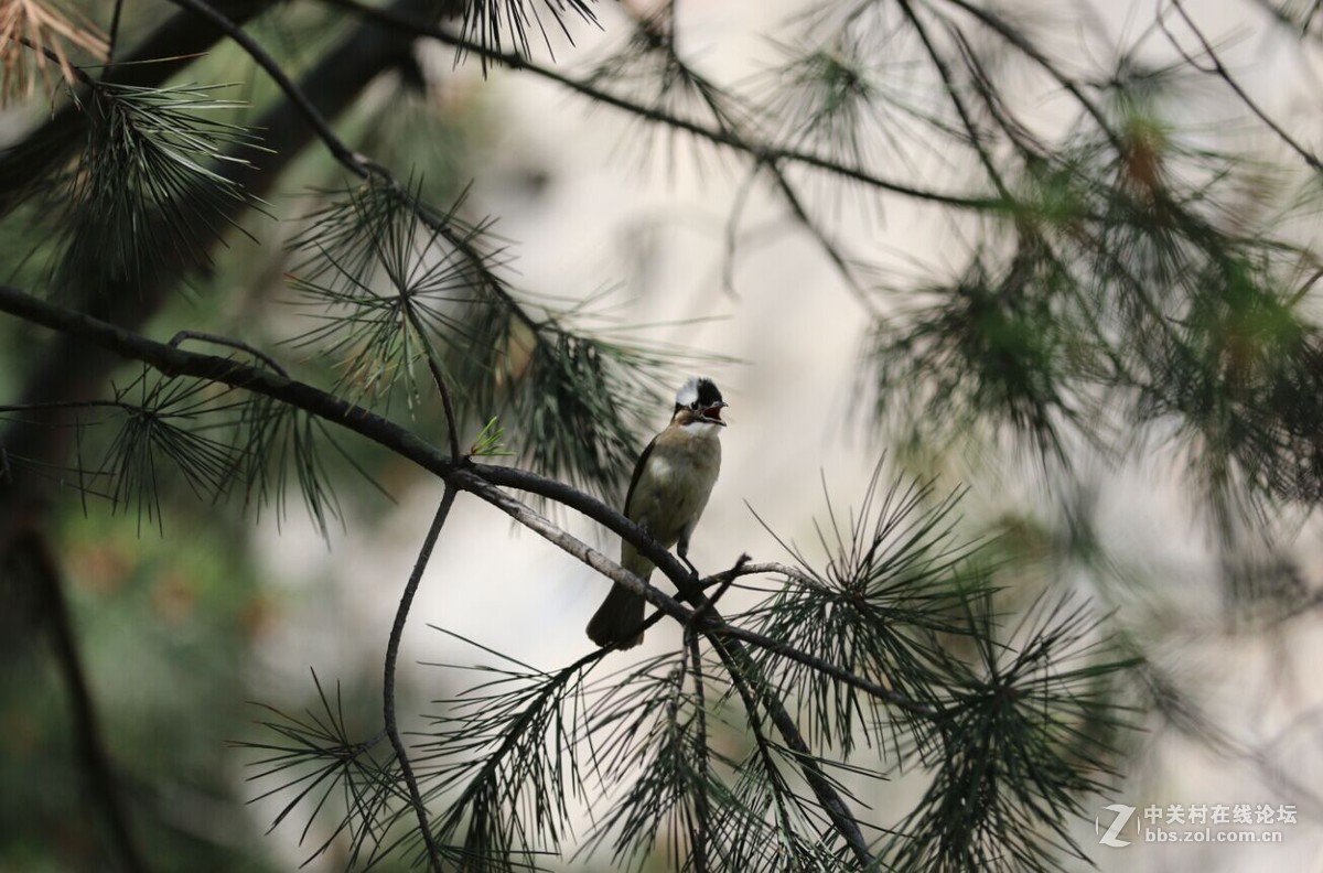 新手试拍2请各位老师指点