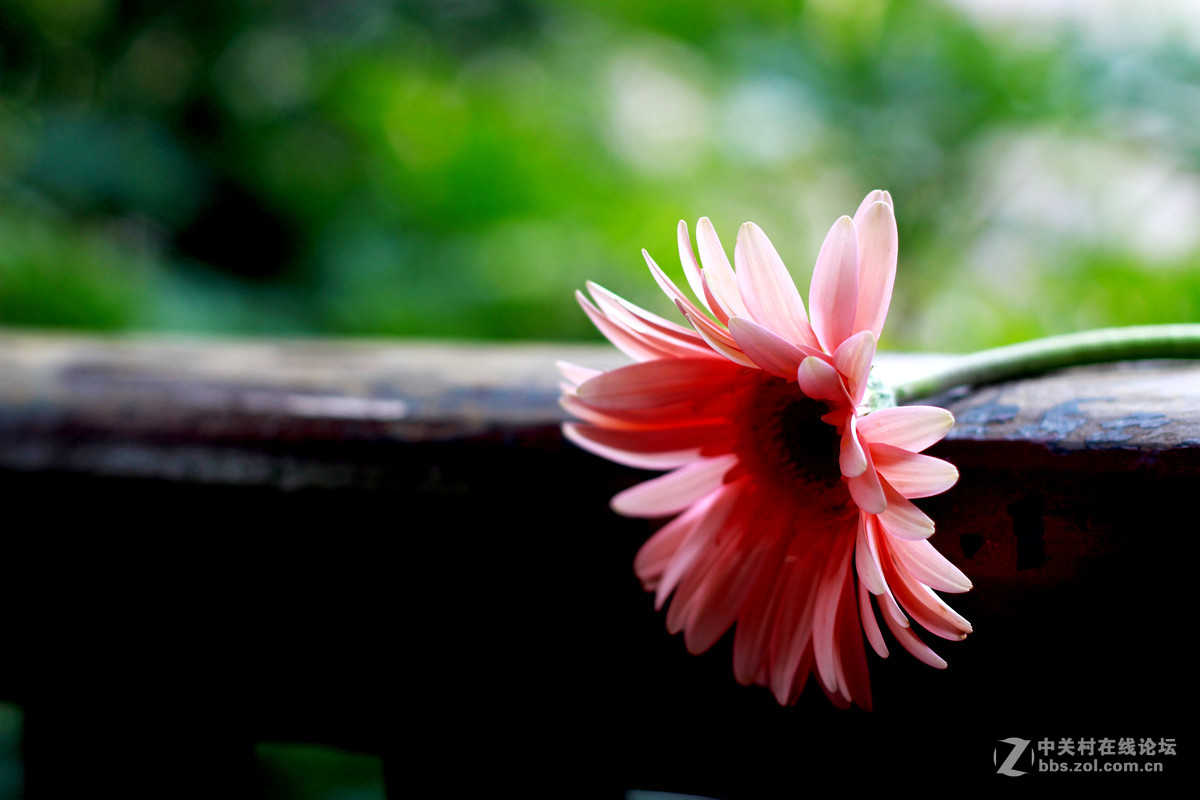 纪念我已经牺牲了的 50 1.8镜头