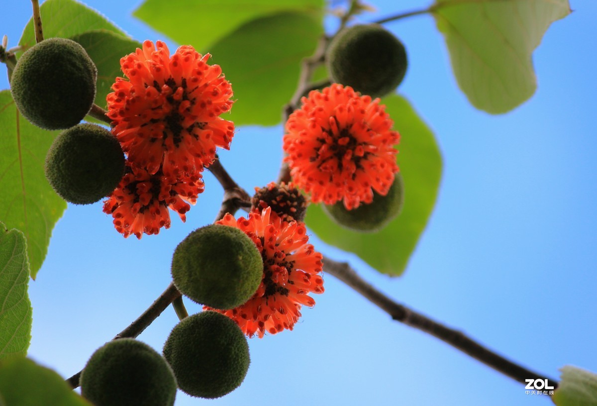 构树果子成熟了1