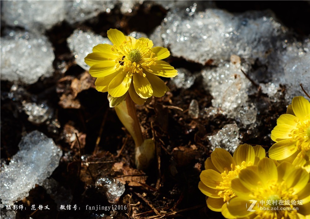 又一年冰凌花开-中关村在线摄影论坛