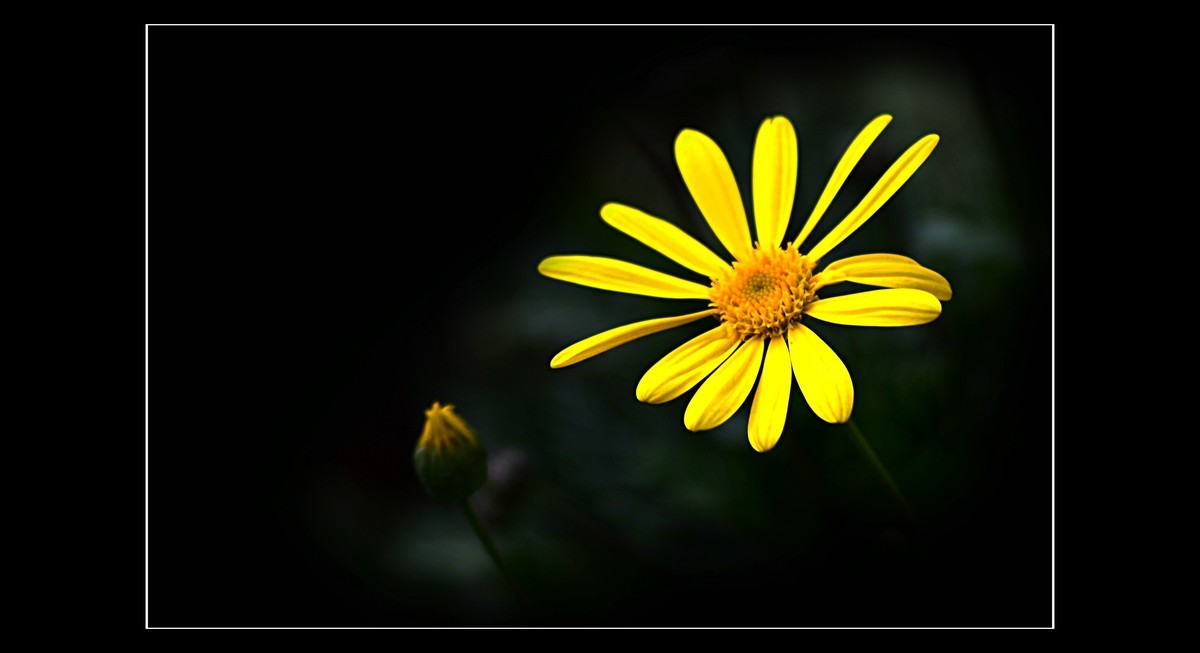 菊（201950）—— 清明时节献给离去的亲人