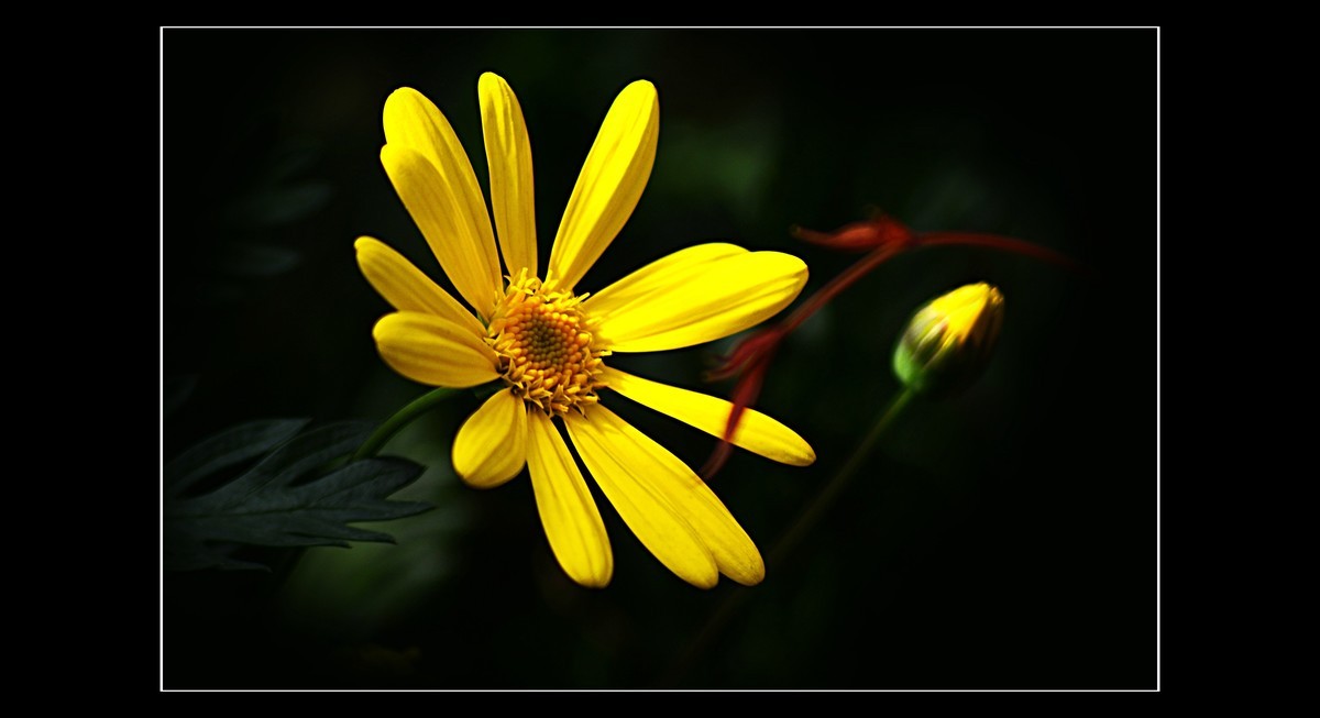 菊（201950）—— 清明时节献给离去的亲人