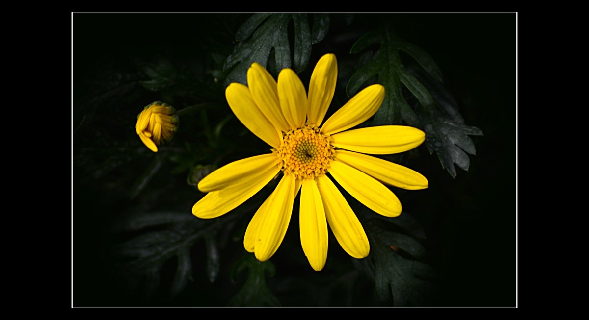 菊（201950）—— 清明时节献给离去的亲人