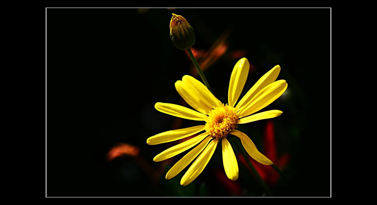 菊（201950）—— 清明时节献给离去的亲人