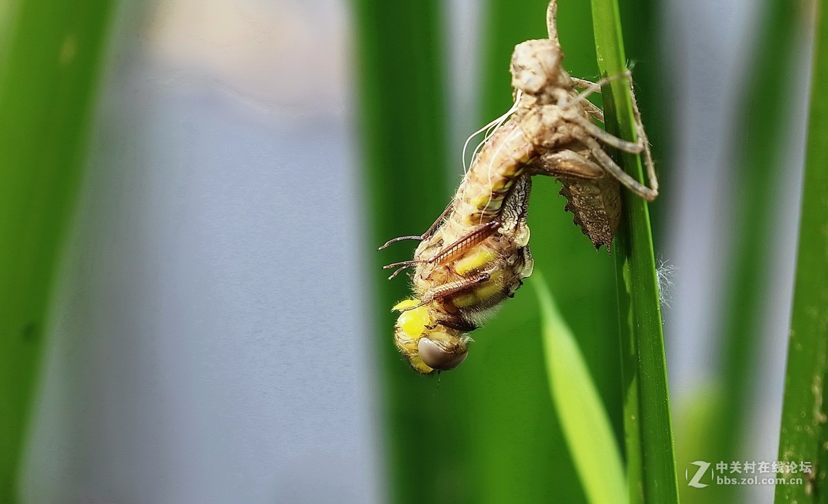 蜻蜓蜕变
