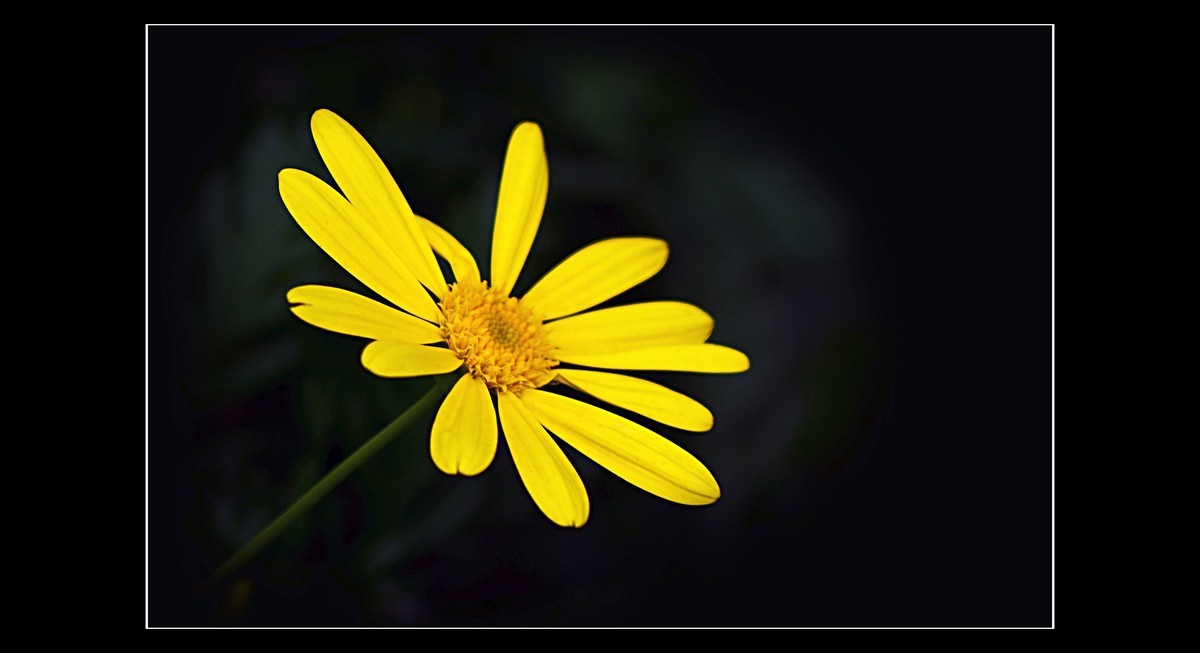 菊（201950）—— 清明时节献给离去的亲人