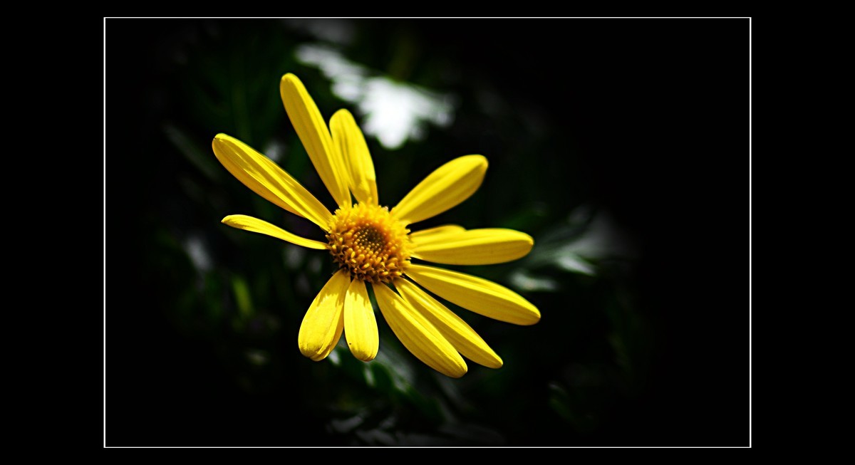 菊（201950）—— 清明时节献给离去的亲人