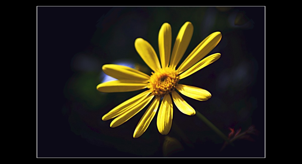 菊（201950）—— 清明时节献给离去的亲人