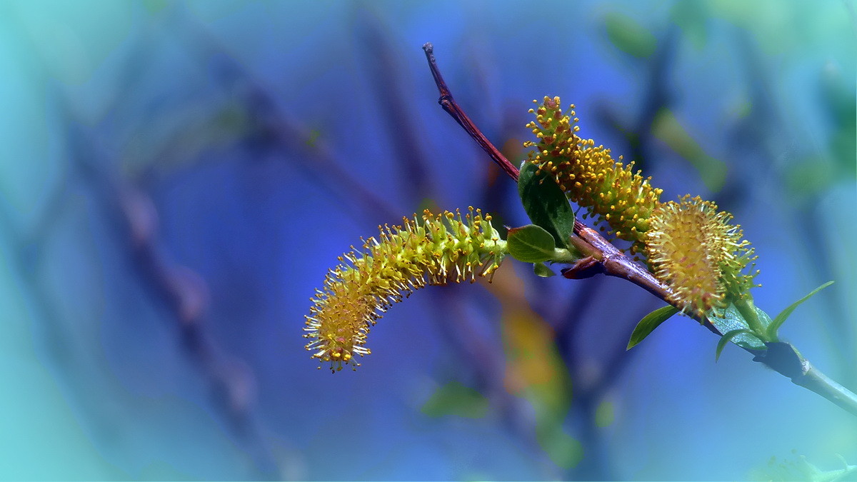 我镜头下最美的花儿摇曳中的美丽山柳