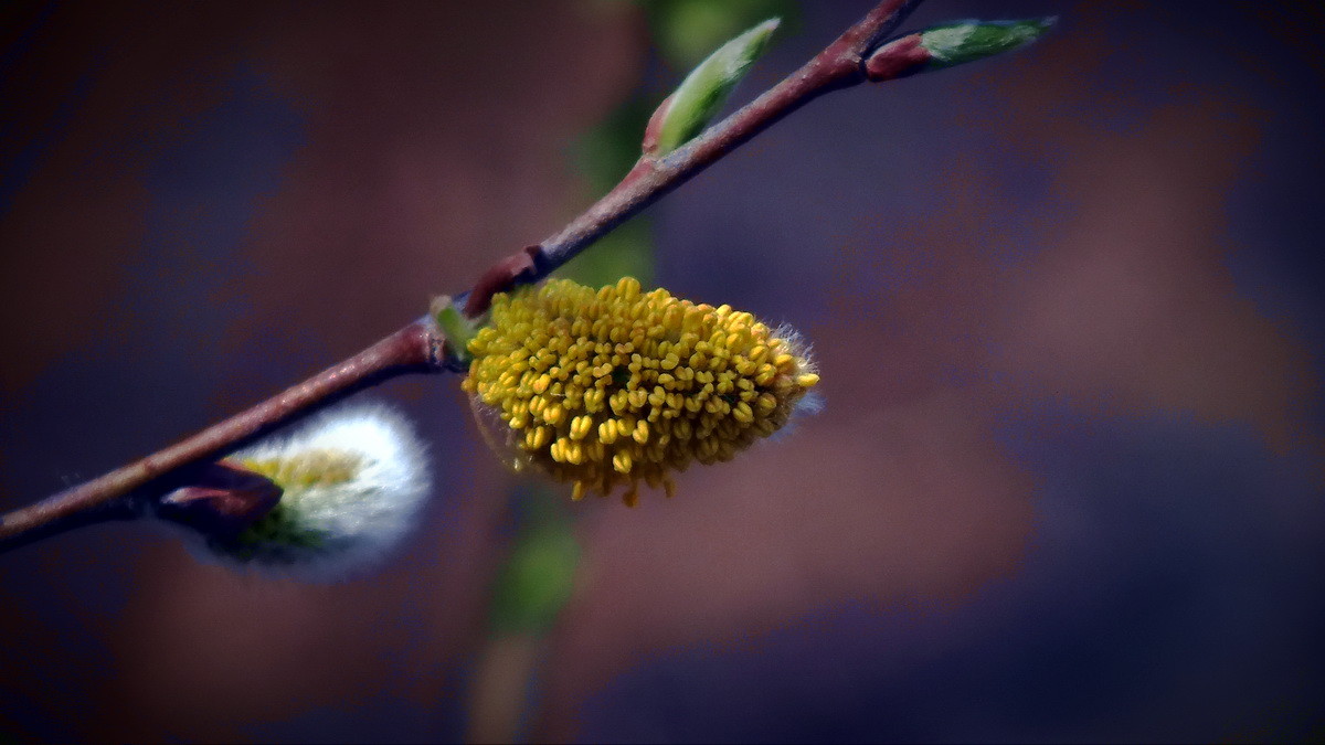 我镜头下最美的花儿摇曳中的美丽山柳
