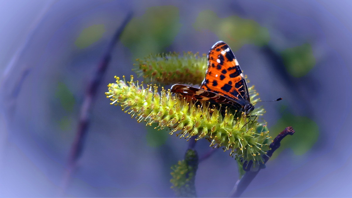 我镜头下最美的花儿摇曳中的美丽山柳