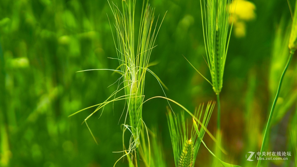 闲鱼淘了个nex6，又在东买了30 1.4，试镜上图