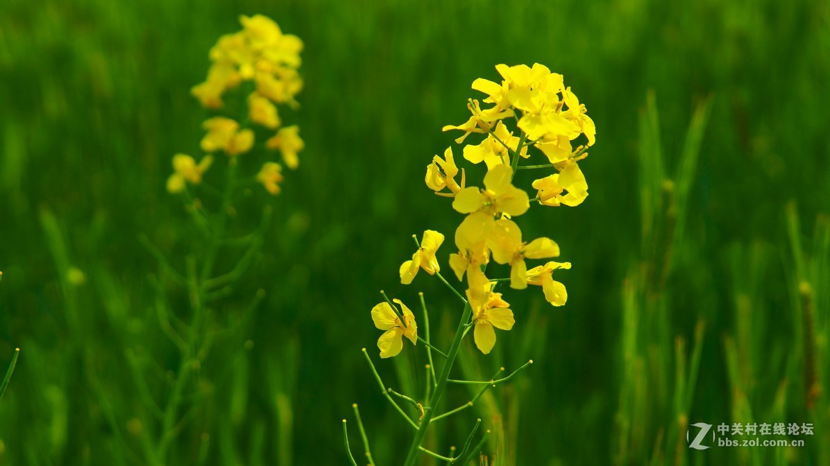 闲鱼淘了个nex6，又在东买了30 1.4，试镜上图