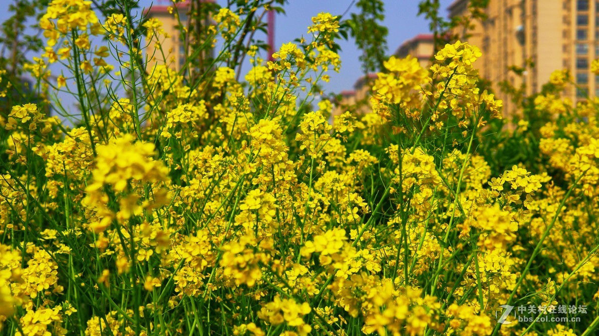 闲鱼淘了个nex6，又在东买了30 1.4，试镜上图