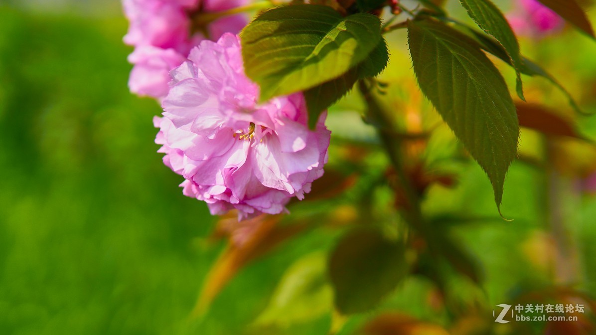 闲鱼淘了个nex6，又在东买了30 1.4，试镜上图