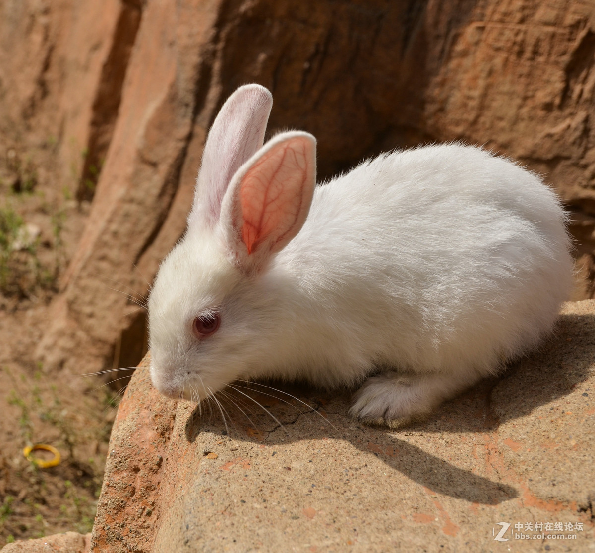 新拍部落小白兔白又白两只耳朵竖起来