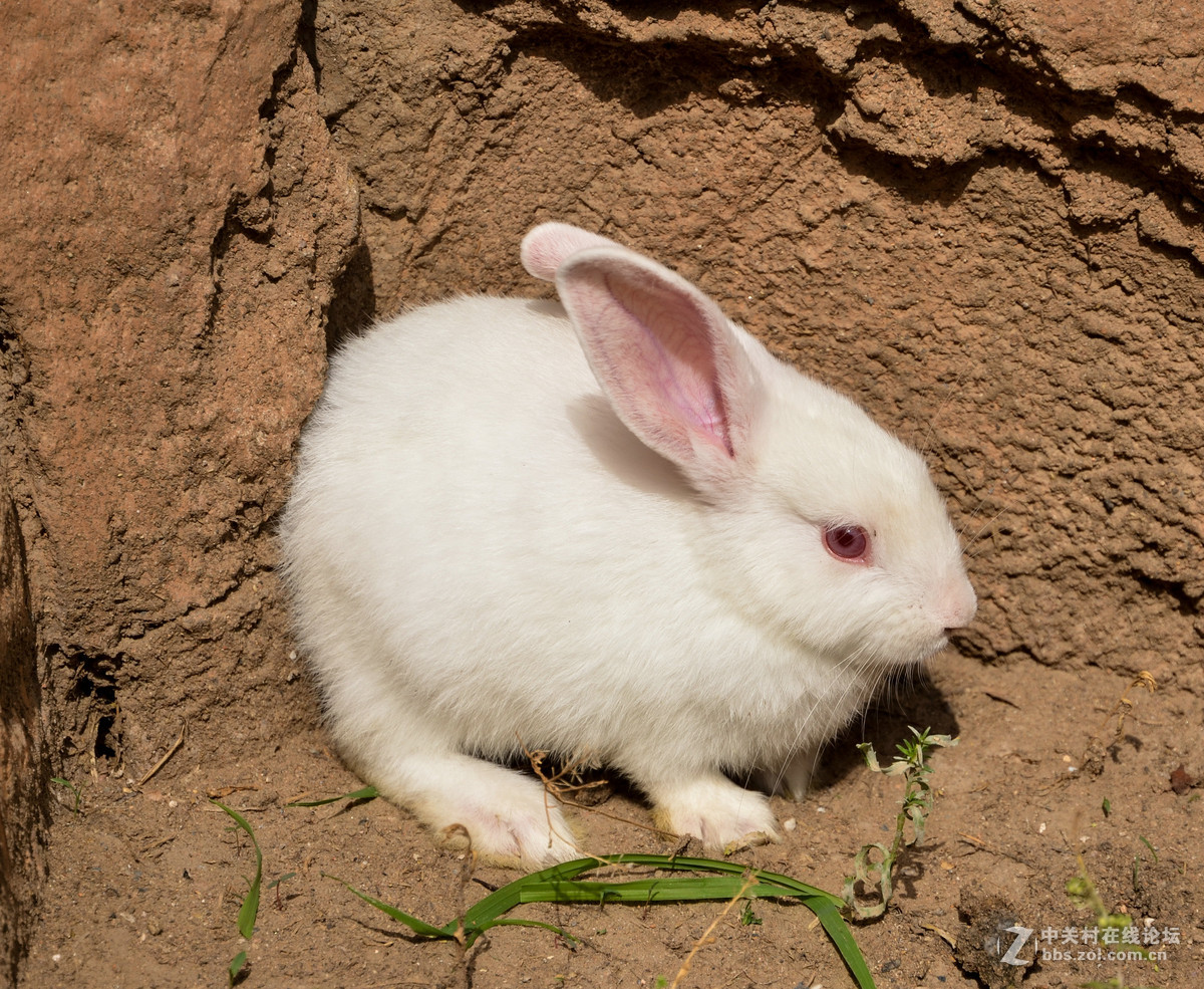 新拍部落小白兔白又白两只耳朵竖起来