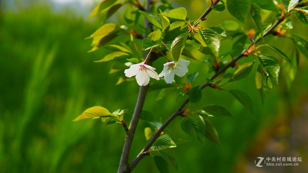 闲鱼淘了个nex6，又在东买了30 1.4，试镜上图