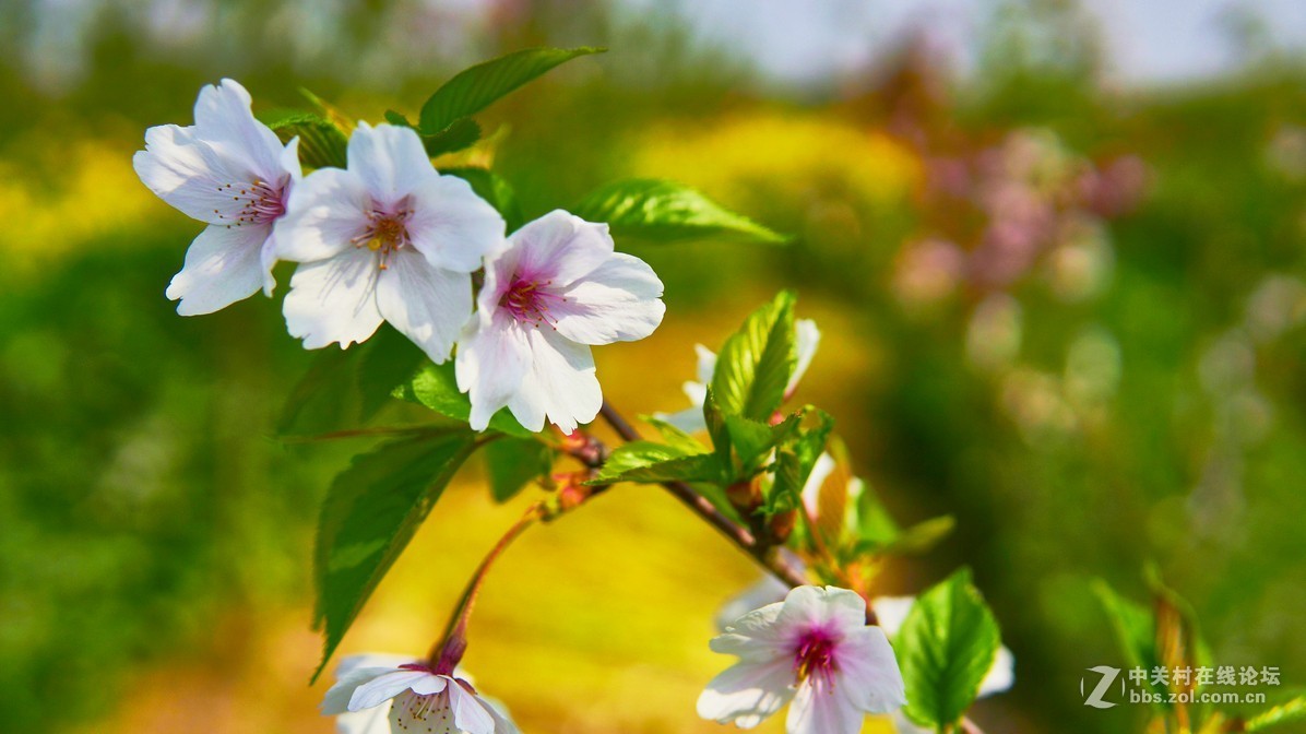 闲鱼淘了个nex6，又在东买了30 1.4，试镜上图