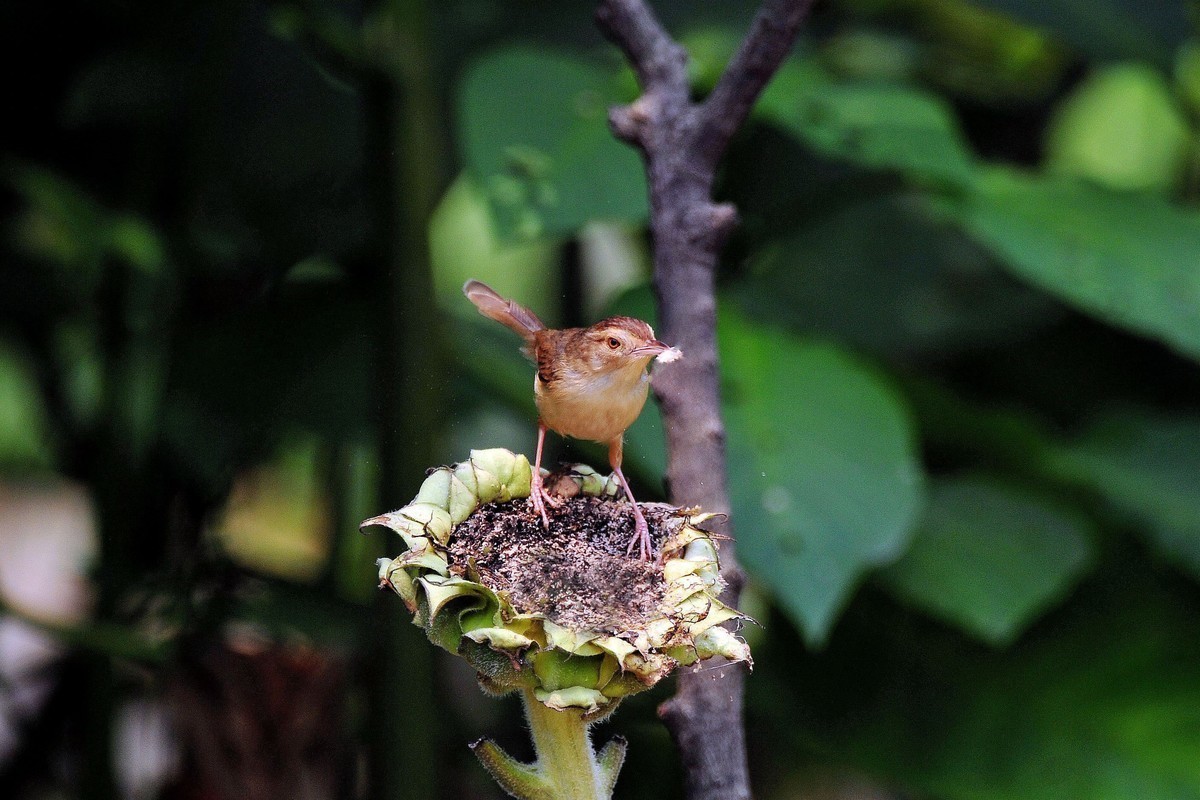 南宁药用植物园小鸟（2020.4.9拍摄）