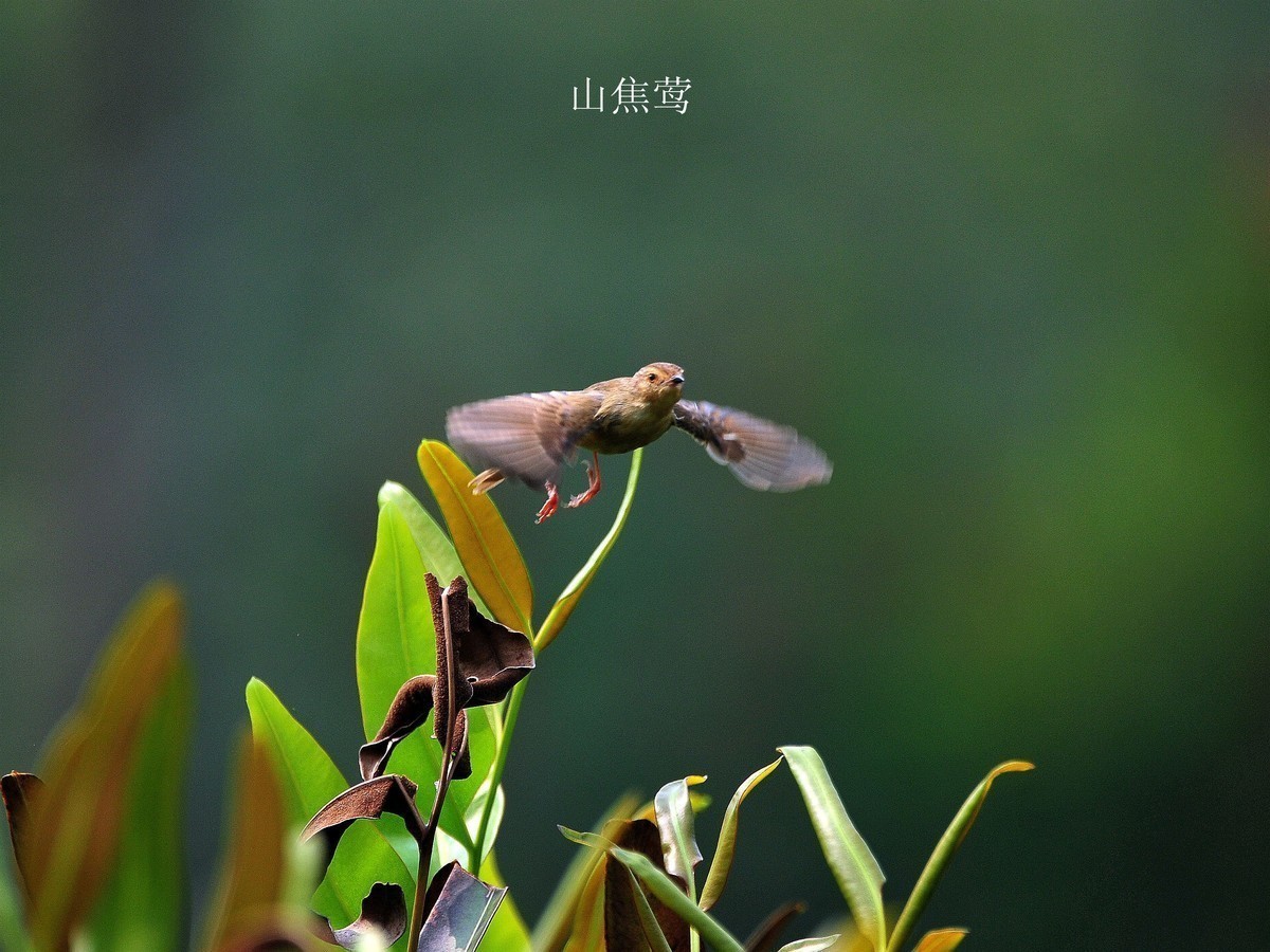 南宁药用植物园小鸟（2020.4.9拍摄）