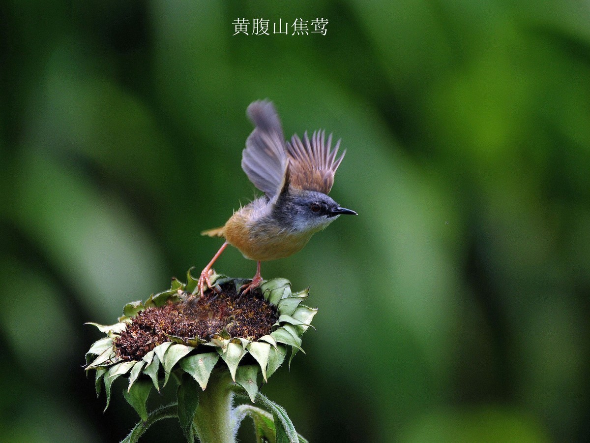 南宁药用植物园小鸟（2020.4.9拍摄）