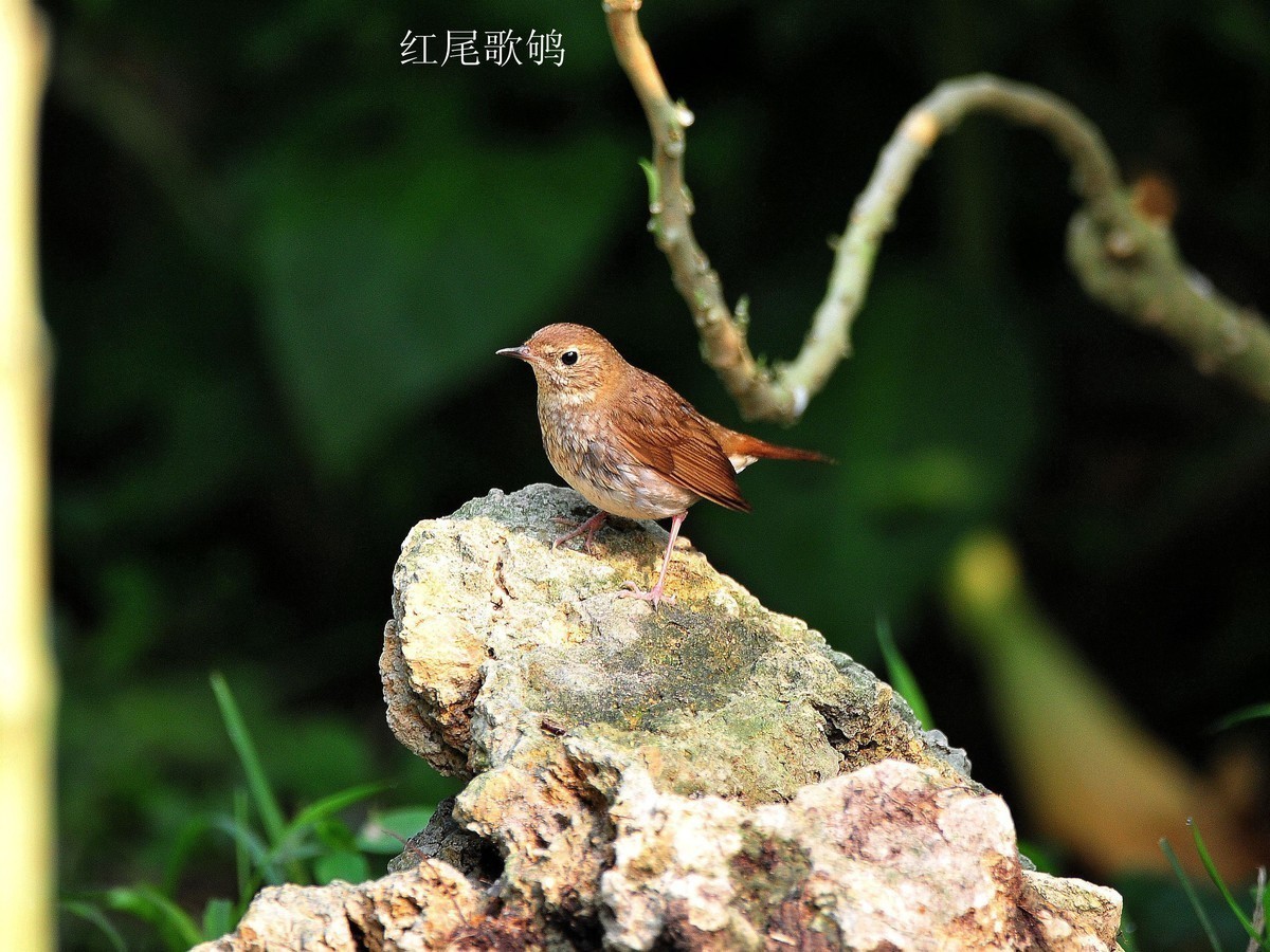 南宁药用植物园小鸟（2020.4.9拍摄）