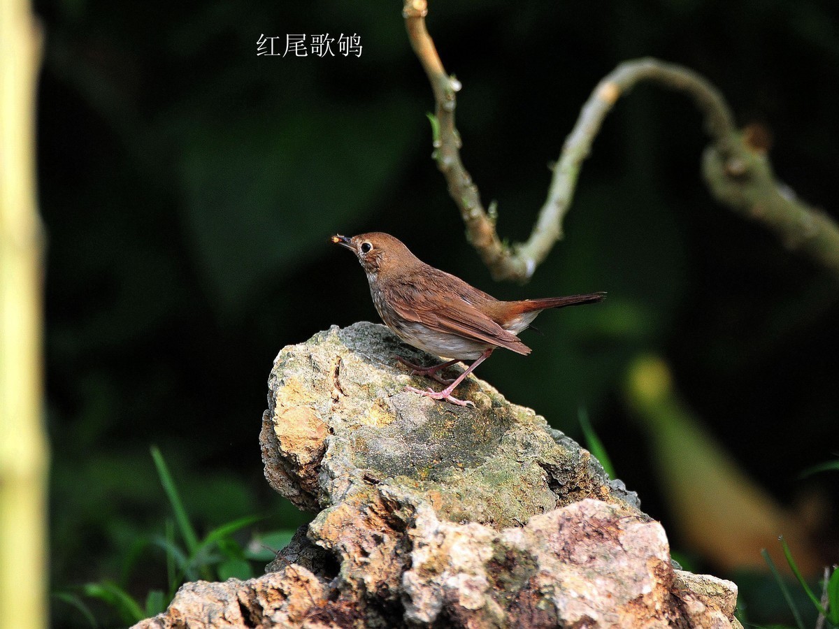 南宁药用植物园小鸟（2020.4.9拍摄）