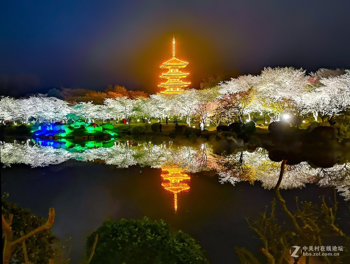 武汉东湖樱花园夜景