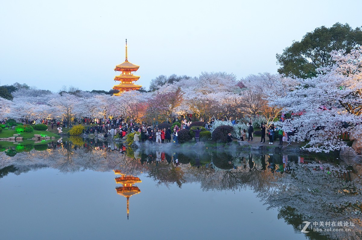 武汉东湖樱花园夜景
