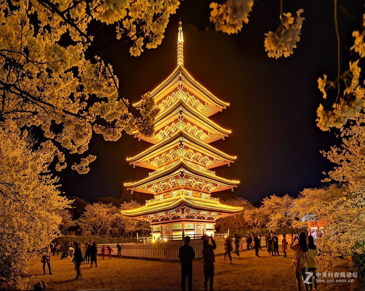 武汉东湖樱花园夜景